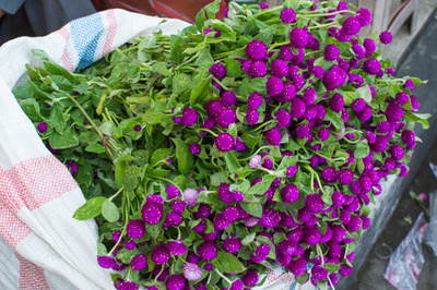 Gomphrena globosa